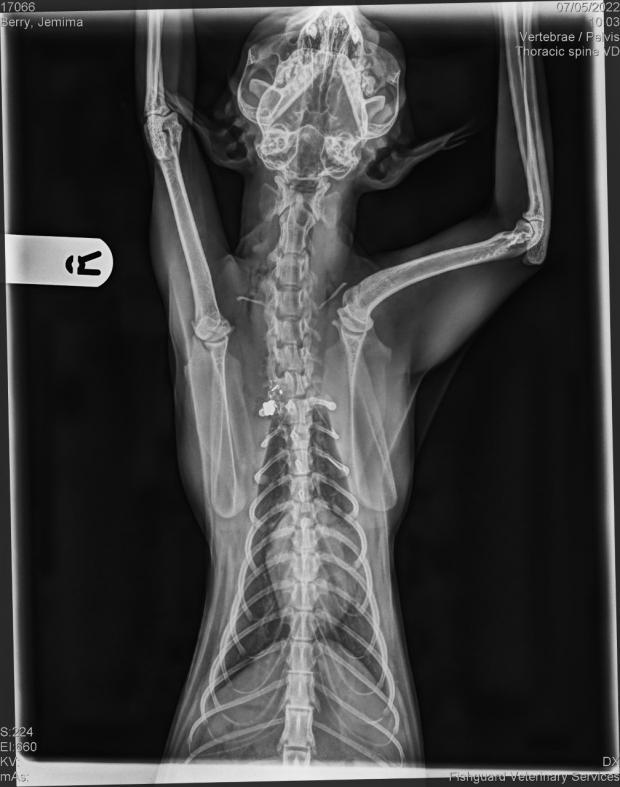 Tivyside Advertiser: Jemima's skeleton showing how close the pellet came to her spine