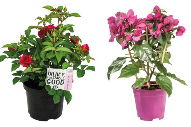 Tivyside Advertiser: (left) Garden Rose and (right) Bougainvillea (Lidl/Canva)