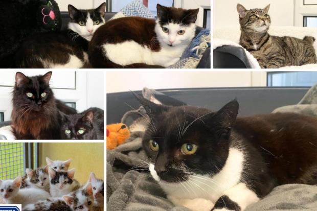 These cats with RSPCA Wirral and Chester are looking for new homes (RSPCA/Canva)