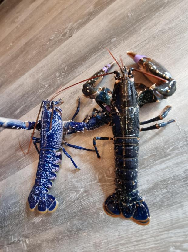Tivyside Advertiser: The lobster is an eye-catching electric blue colour 