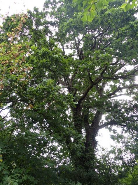 Tree preservation order for St Dogmaels Green Meadow oaks 