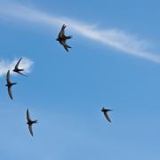 Common swift group in flight