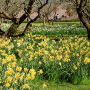 Spring Gardens at Llanerchaeron, Ceredigion