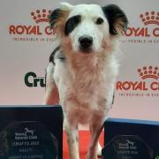 Rescue dog Grace was crowned top dog in the YKC under 18s intermediate jumping class at Crufts