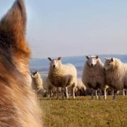 Sheep worrying by dogs. Picture: NSA