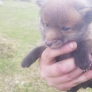 WATCH: This adorable three-week-old fox cub needs your help