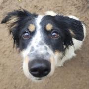 Immy - one year old, Collie in foster in Swansea. Immy is a gorgeous girl who is very affectionate with people and is looking for an active home. She is settling in to her foster home really well and would love to find her forever home.