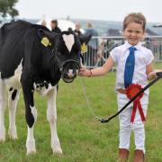 Emily Davies, Cwmporthman, Blaenporth, with the Best Dairy Calf at the 2019 show. PICTURE: Julie John.