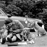 The Queen, sitting on a grassy bank with the corgis, at Virginia Water to watch competitors in the marathon of the European Driving Championship . Picture: PA