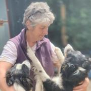 A dog rescue centre near Crymych have had to restrict their numbers after being ‘almost over-run’