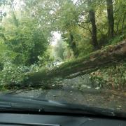 The tree came down as 50 mph winds lash the area. PICTURE: Evan Knott-Jones.