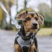 Blue Cross are calling on all dog owners to put their pets on the lead at all times around livestock and wildlife.