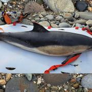 The dolphin  found on Newgale beach was subsequently found to be infected with avian flu.