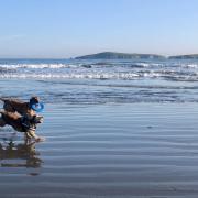Dogs on Poppit Sands. Picture: Elaine Evans