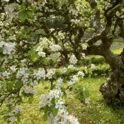 The apple blossom in Llanerchaeron is a must visit according to National Trust Cymru