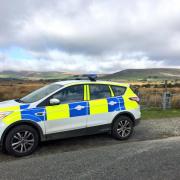 A total of 33 young Welsh lambs have been reported stolen from the Llanllwni Mountain area