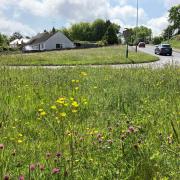 The wildflower meadows are returning to Ceredigion