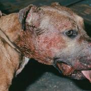 There were two cases of illegal dog fighting in Ceredigion last year. Picture: RSPCA