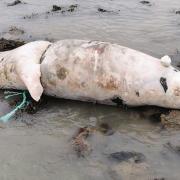 The baby seal that was found washed up on Friday morning