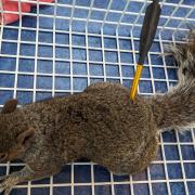 A crossbow attack on a squirrel was one of the recent attacks reported to the RSPCA.