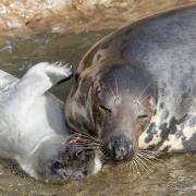 Seal pups and their mothers are common sights on the coast at this time of year.