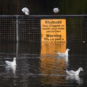 The flooding may have caused some issues in the car park but these seagulls were more than content to hang around on the water.
