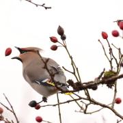 A waxwing enjoying some berries at the Welsh Wildlife Centre, Cilgerran