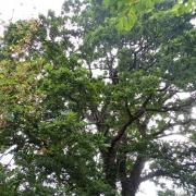 One of the threatened oak trees at Green Meadow, St Dogmaels, that has now been reprieved following a community campaign.