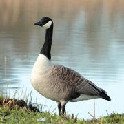 Canadian goose at Teifi Marshes.