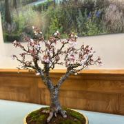 A chance to see and find out more about Bonsai trees.