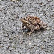These toads crossing the road made us smile.