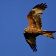 A red kite hovering in the sky as it nests in the valley below.