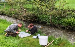 Monitoring riverflies on a tributary of the River Tywi