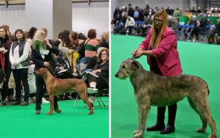Sian Broderick with Rhodesian Ridgeback Bodhi at Crufts (L) and Kris Kingsley with Irish Wolfhound Cwtches (R) at Crufts. Pictures: Sian Broderick/Kris Kingsley