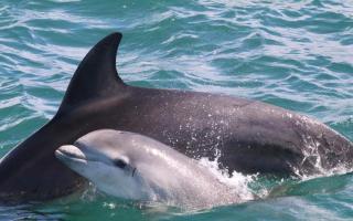 The project aims to study the habits of dolphins off the west Wales coast